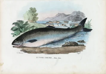 Atlantic Salmon, 1863-79